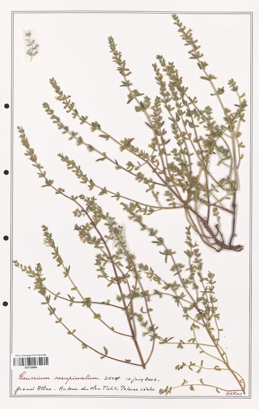Teucrium resupinatum  (Lamiaceae)