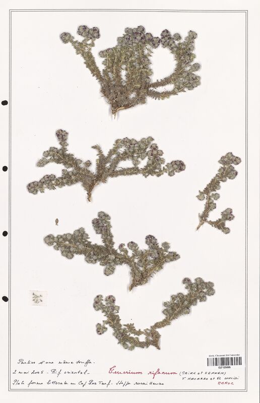 Teucrium rifanum  (Lamiaceae)