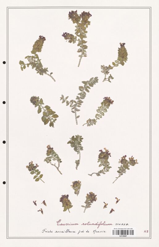 Teucrium rotundifolium  (Lamiaceae)