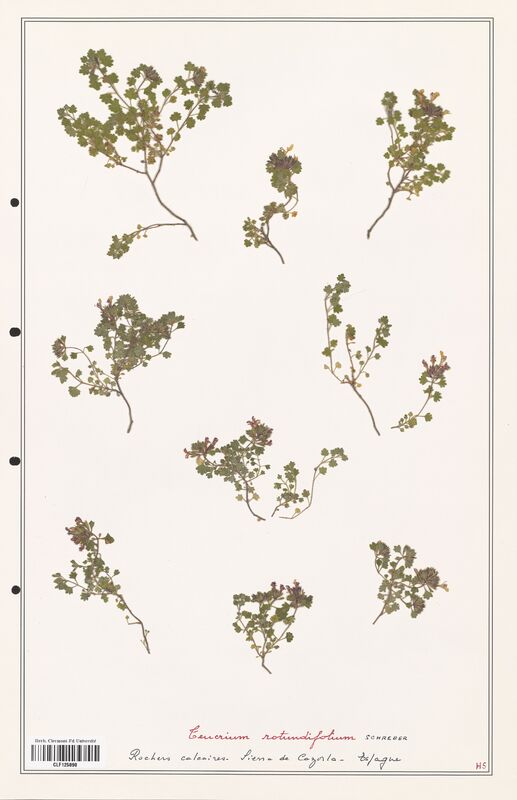 Teucrium rotundifolium  (Lamiaceae)