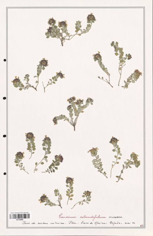 Teucrium rotundifolium  (Lamiaceae)