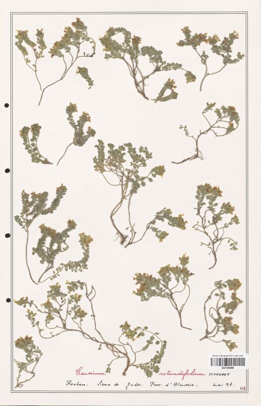Teucrium rotundifolium  (Lamiaceae)