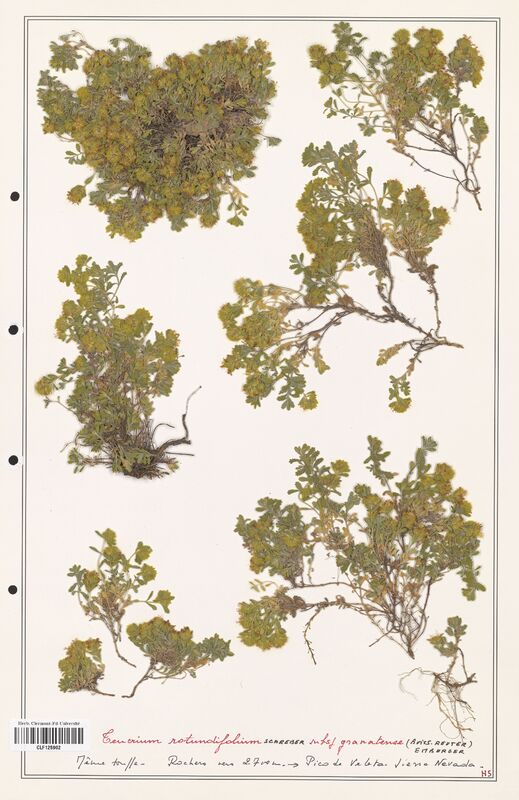 Teucrium rotundifolium  (Lamiaceae)
