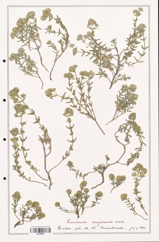 Teucrium ronyanum  (Lamiaceae)