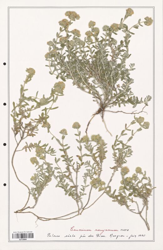 Teucrium ronyanum  (Lamiaceae)