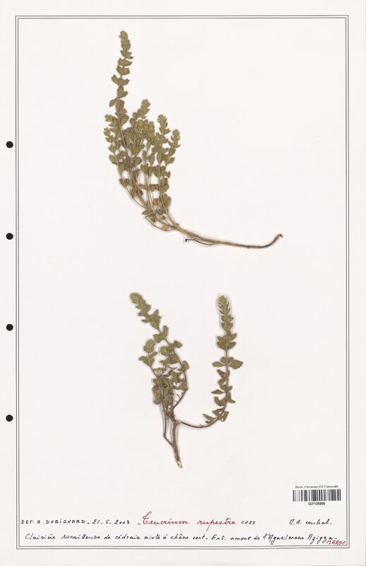 Teucrium rupestre  (Lamiaceae)