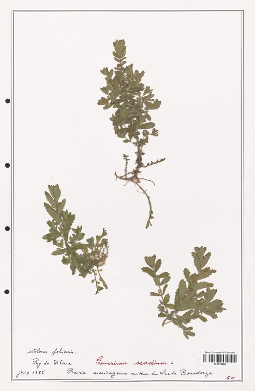 Teucrium scordium  (Lamiaceae)
