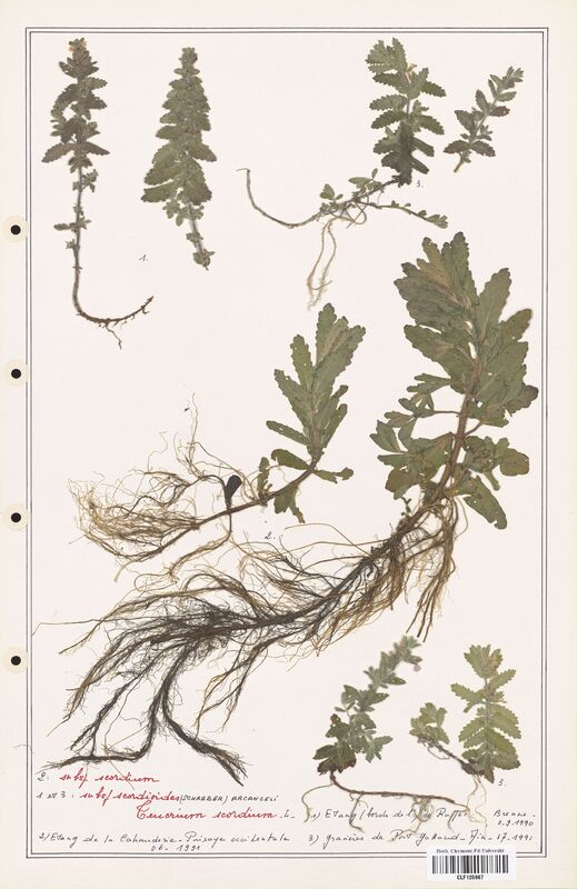 Teucrium scordium  (Lamiaceae)