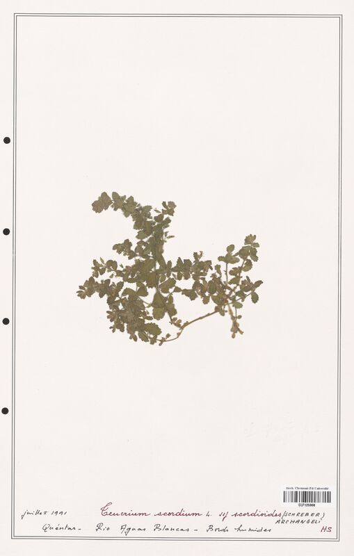 Teucrium scordium  (Lamiaceae)