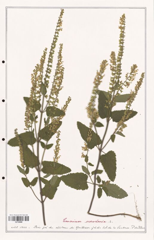 Teucrium scorodonia  (Lamiaceae)