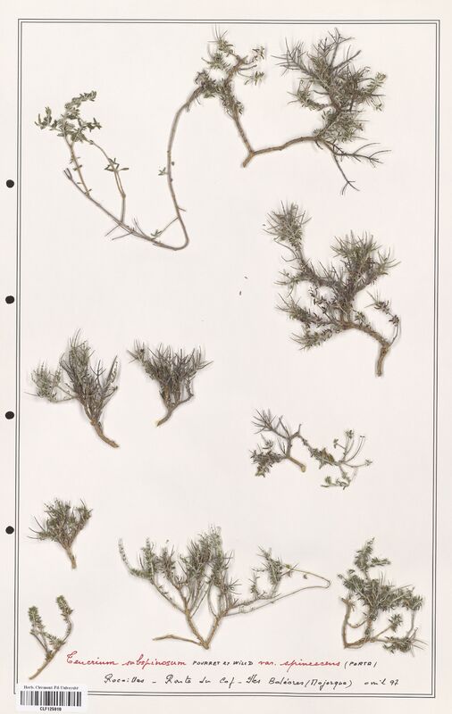 Teucrium subspinosum  (Lamiaceae)