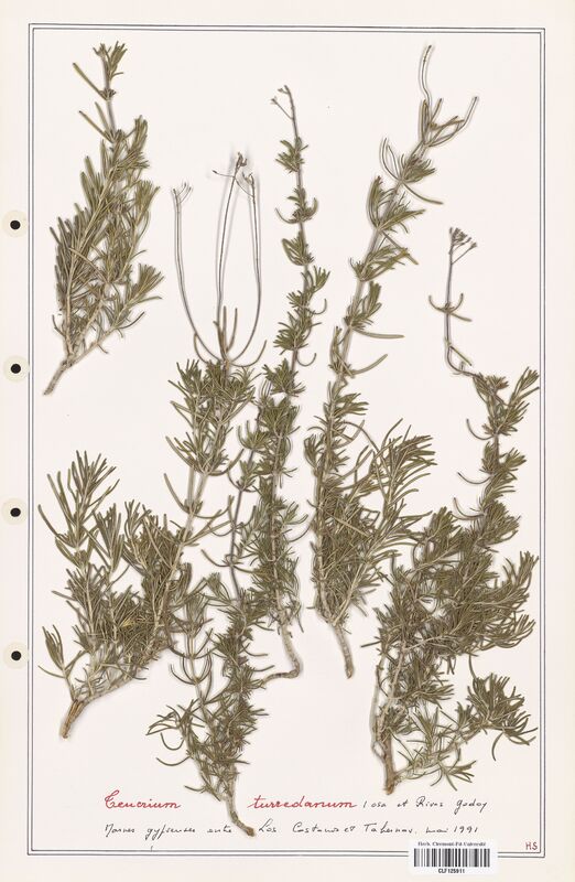 Teucrium turredanum  (Lamiaceae)