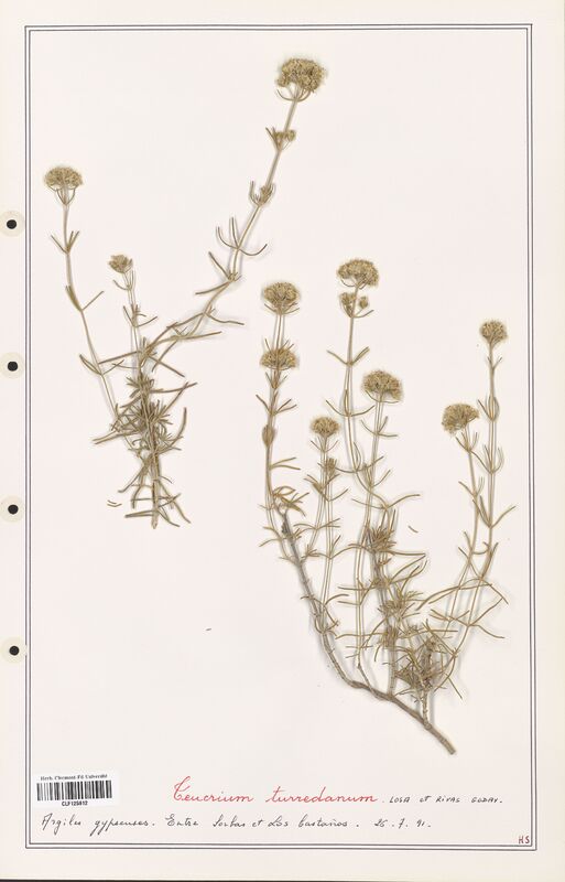 Teucrium turredanum  (Lamiaceae)