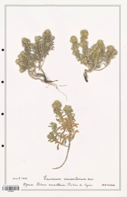 Teucrium vincentinum  (Lamiaceae)