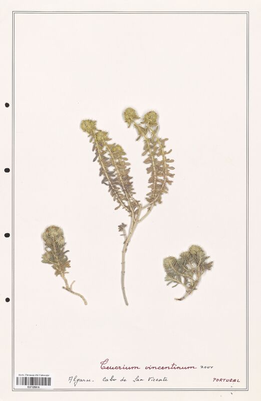 Teucrium vincentinum  (Lamiaceae)