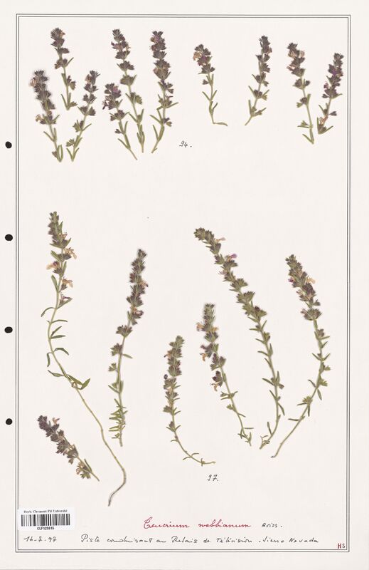 Teucrium webbianum  (Lamiaceae)