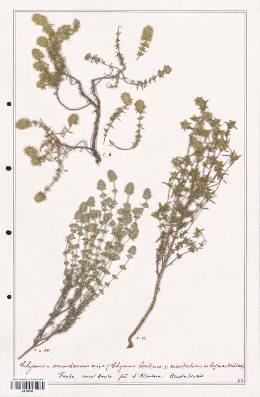 Thymus arundanus  (Lamiaceae)