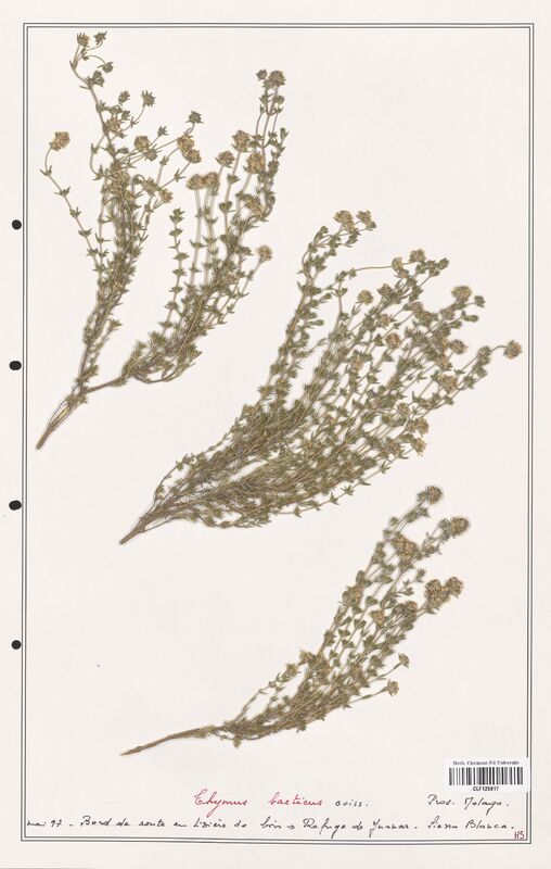 Thymus baeticus  (Lamiaceae)