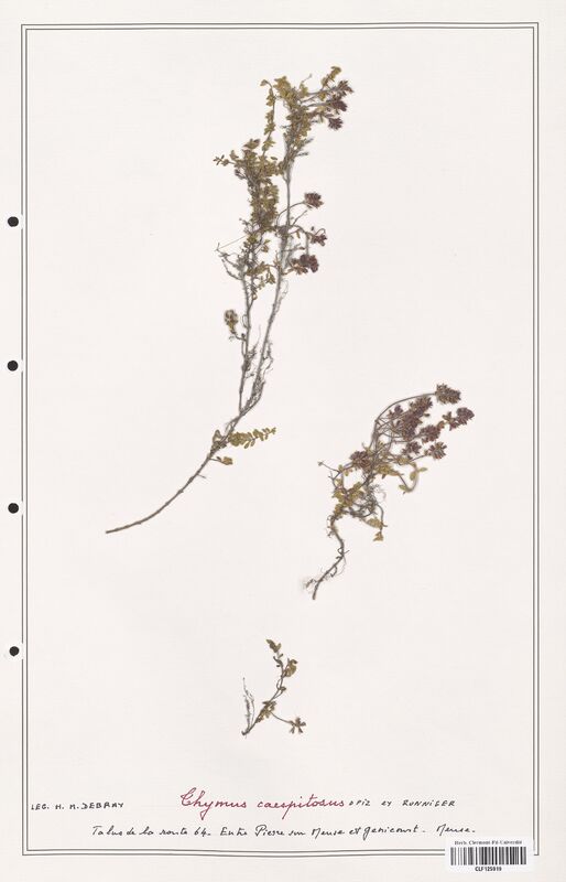 Thymus caespitosus  (Lamiaceae)