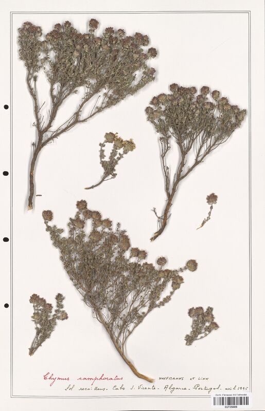 Thymus camphoratus  (Lamiaceae)