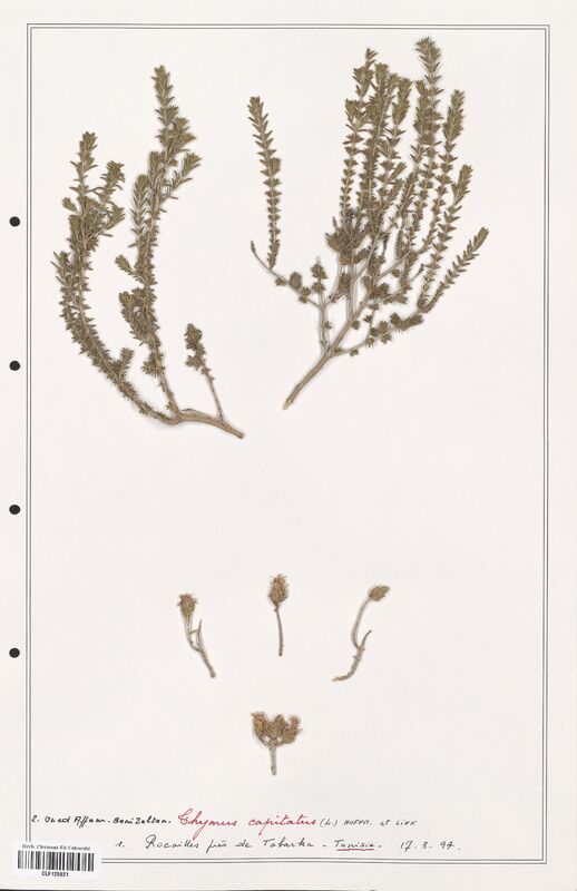Thymus capitatus  (Lamiaceae)