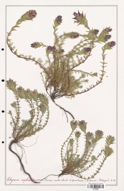 Thymus cephalotus  (Lamiaceae)