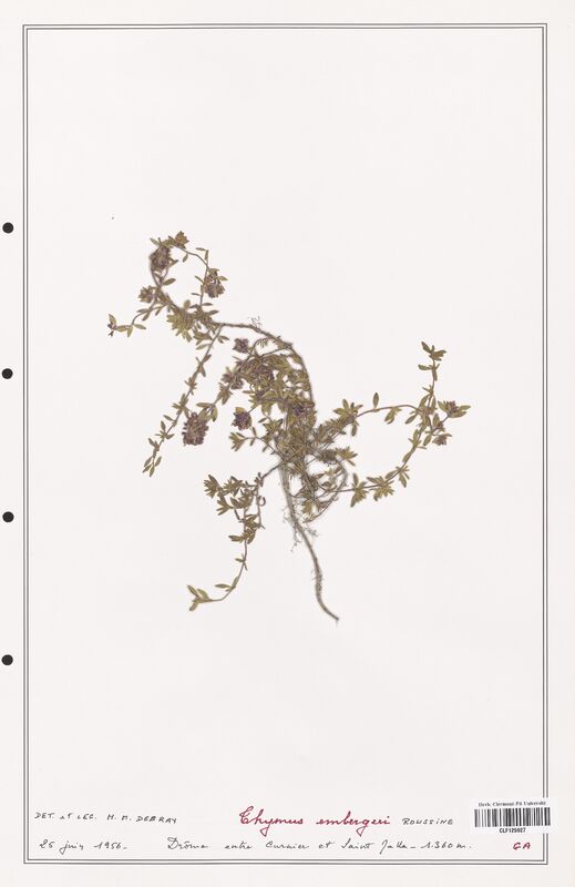 Thymus emergeri  (Lamiaceae)
