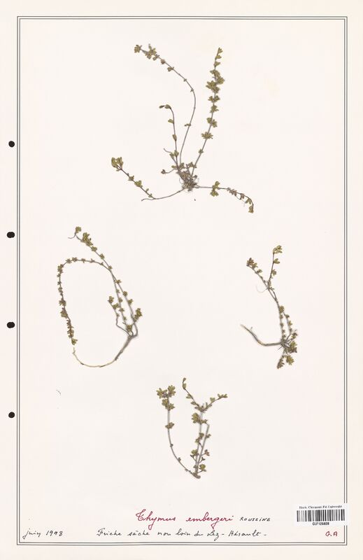 Thymus emergeri  (Lamiaceae)