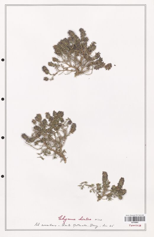 Thymus hirtus  (Lamiaceae)
