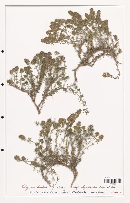 Thymus hirtus  (Lamiaceae)