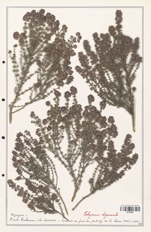 Thymus hyemale  (Lamiaceae)