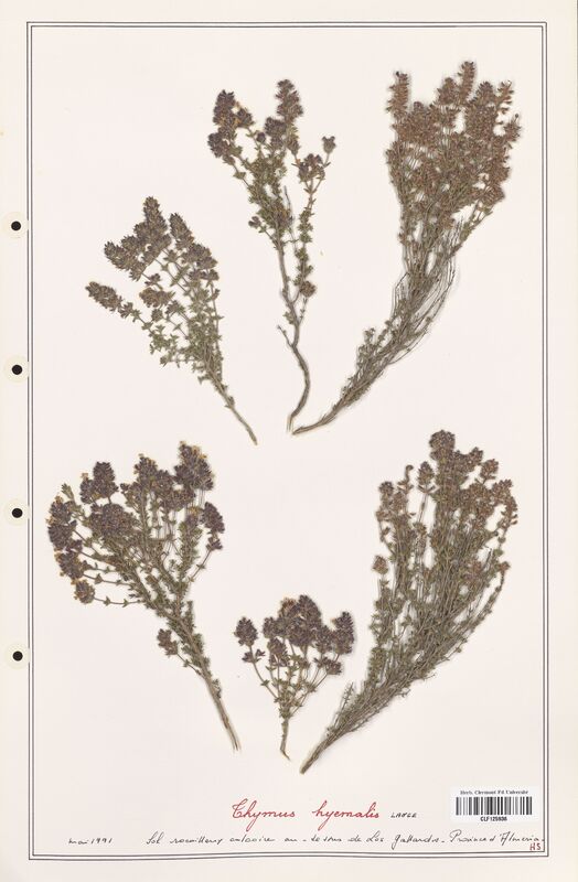 Thymus hyemalis  (Lamiaceae)