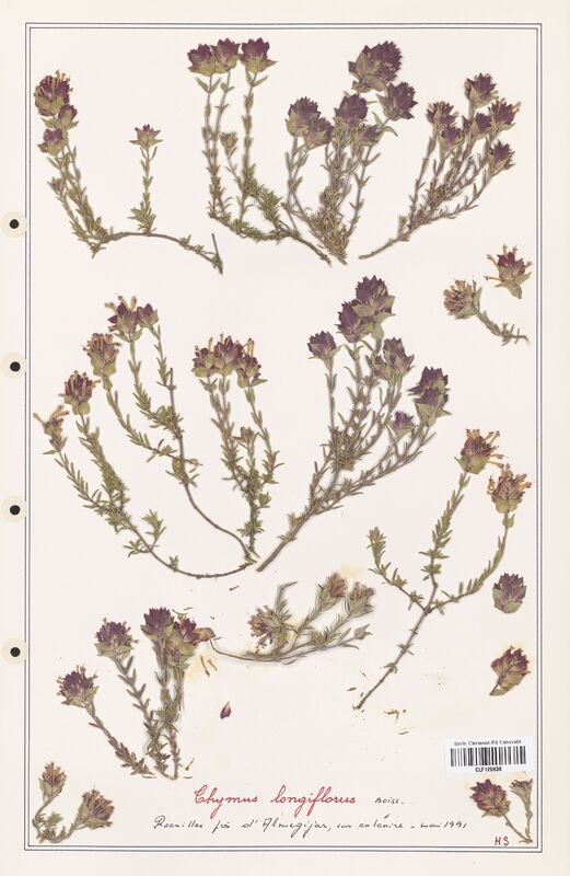 Thymus longiflorus  (Lamiaceae)