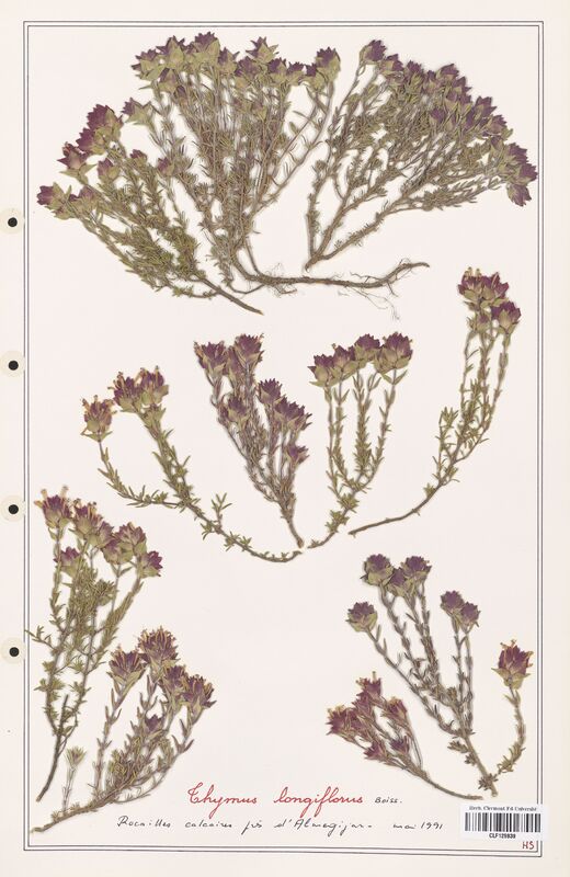 Thymus longiflorus  (Lamiaceae)