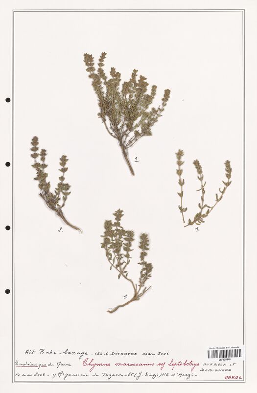 Thymus maroccanus  (Lamiaceae)