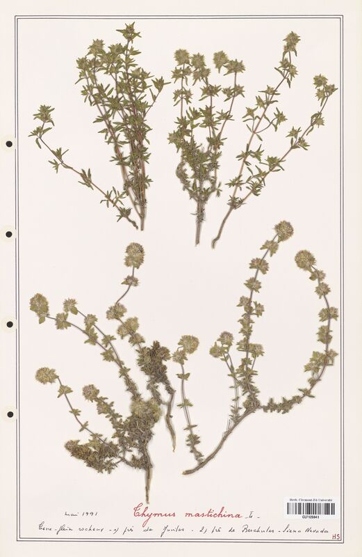Thymus mastichina  (Lamiaceae)