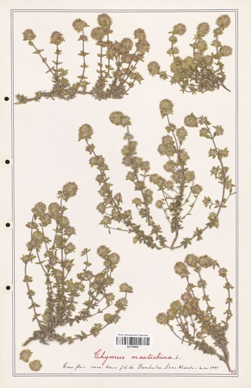 Thymus mastichina  (Lamiaceae)