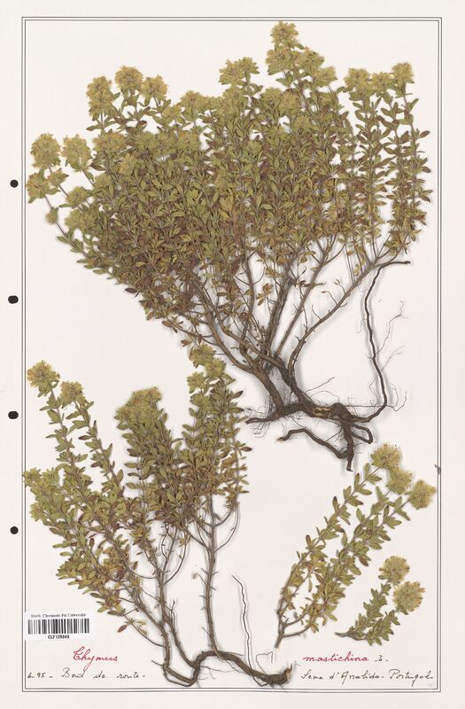 Thymus mastichina  (Lamiaceae)