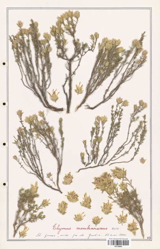 Thymus membranaceus  (Lamiaceae)