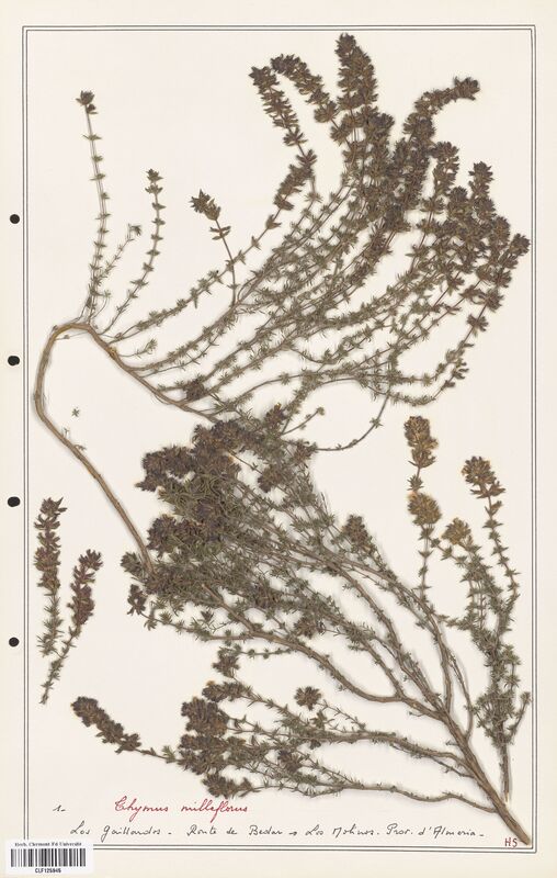 Thymus milleflorus  (Lamiaceae)