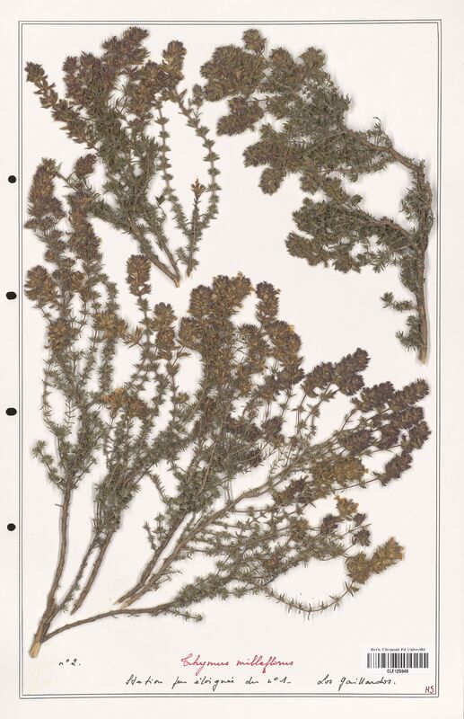Thymus milleflorus  (Lamiaceae)