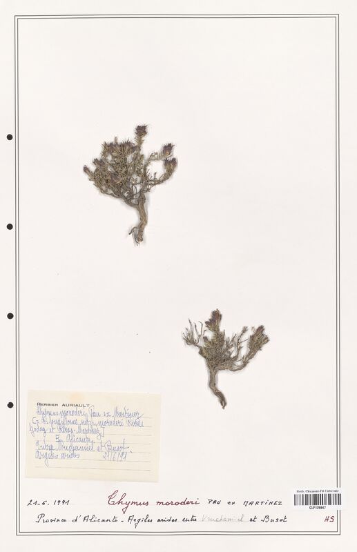 Thymus moroderi  (Lamiaceae)