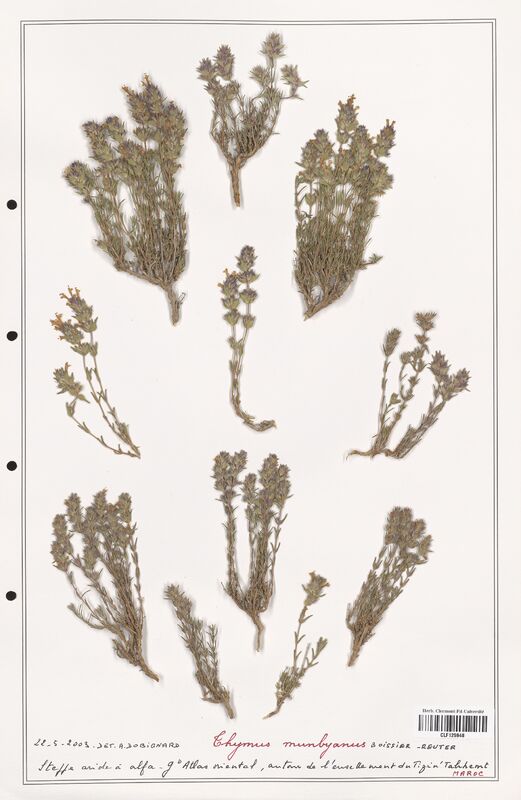Thymus munbryanus  (Lamiaceae)