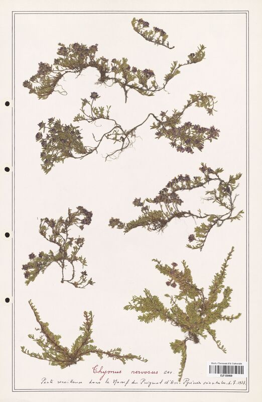 Thymus nervosus  (Lamiaceae)