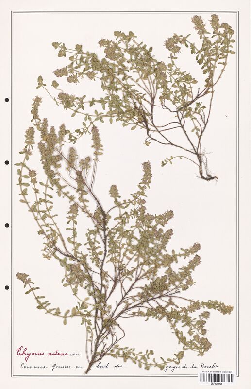 Thymus nitens  (Lamiaceae)