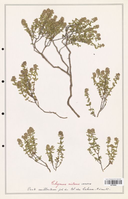 Thymus nitens  (Lamiaceae)
