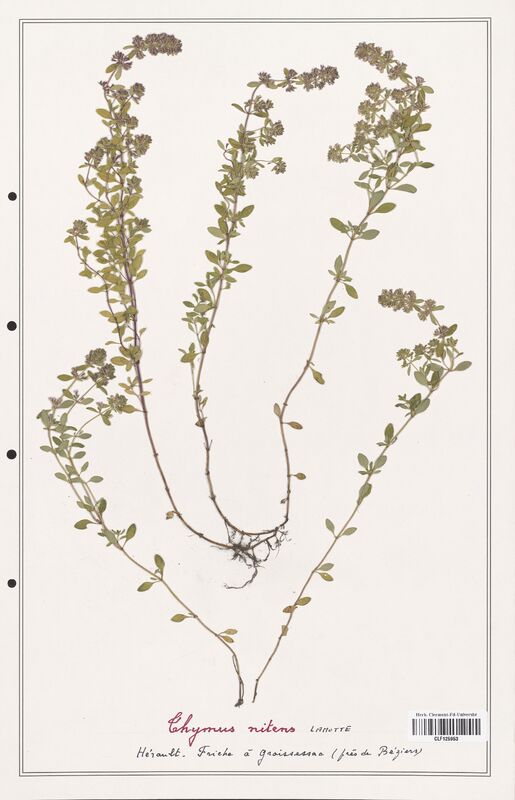 Thymus nitens  (Lamiaceae)