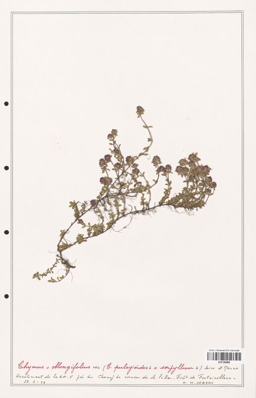 Thymus oblongifolius  (Lamiaceae)