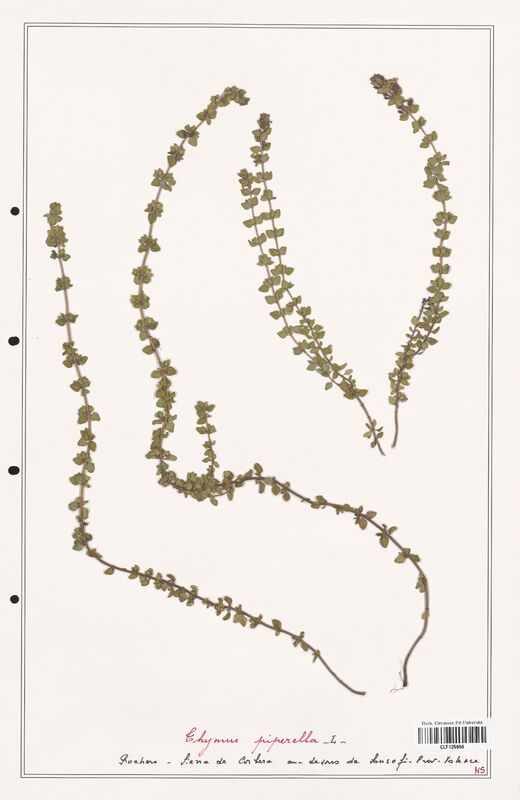 Thymus piperella  (Lamiaceae)