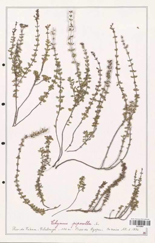 Thymus piperella  (Lamiaceae)